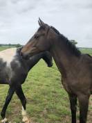 Yearling AQPS pour courses