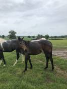Yearling AQPS pour courses