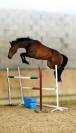 Jument de sport 