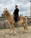 Magnifique Jument Halfinger 