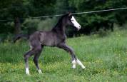 Poulain paint horse black overo