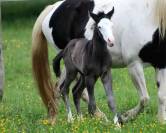 Poulain paint horse black overo