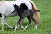 Poulain paint horse black overo