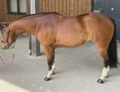 Quarter Horse Jument 8 ans
