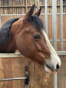 Quarter Horse Jument 8 ans