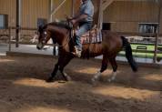 Quarter Horse Jument 8 ans