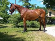 Jument KWPN Cheval de Sport N&eacute;erlandais A vendre 2021 Bai par Kallmar VDL