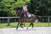 Hongre de 4ans &agrave; vendre 