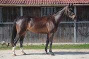 Hongre de 4ans &agrave; vendre 