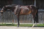 Hongre de 4ans &agrave; vendre 