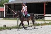 Hongre de 4ans &agrave; vendre 