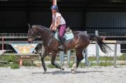 Hongre de 4ans &agrave; vendre 