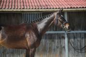 Hongre de 4ans &agrave; vendre 