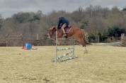 Magnifique hongre de 4 ans tr&egrave;s prometteur