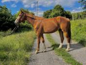 Magnifique hongre de 4 ans tr&egrave;s prometteur