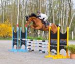Hongre de 6 ans Grandorado Tn x Bamboula de muze 