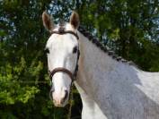 Jeune ponette grande D jument de 5 ans pour CSO ou CCE