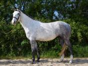 Jeune ponette grande D jument de 5 ans pour CSO ou CCE