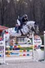 Colt sBs Belgian Warmblood For sale 2025 Dark Bay