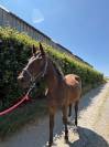 Potro sBs Caballo de Deporte Belga En venta 2025 Bayo moreno