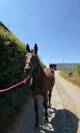 Potro sBs Caballo de Deporte Belga En venta 2025 Bayo moreno