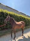 Potro sBs Caballo de Deporte Belga En venta 2025 Bayo moreno