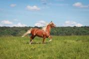 Ruin Franse rijpony PFS Te koop 2023 Palomino ,  QUABAR DES MONCEAUX