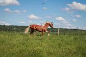 Ruin Franse rijpony PFS Te koop 2023 Palomino ,  QUABAR DES MONCEAUX