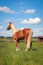 Ruin Franse rijpony PFS Te koop 2023 Palomino ,  QUABAR DES MONCEAUX