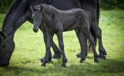 Colt Friesian For sale 2026 Black