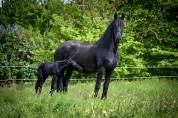 Colt Friesian For sale 2026 Black