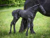 Colt Friesian For sale 2026 Black