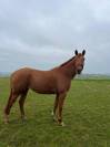 Gelding Arabian Half Blood For sale 2019 Chesnut