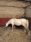Poney B