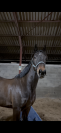 Cheval &agrave; Vendre dans le GARD 