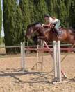 Cheval &agrave; Vendre dans le GARD 