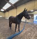 Cheval &agrave; Vendre dans le GARD 