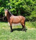 hongre connemara 4 ans