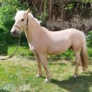 hongre connemara 4 ans