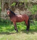 hongre connemara 4 ans