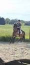A vendre: Hongre KWPN 7 ans