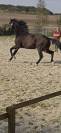 A vendre: Hongre KWPN 7 ans