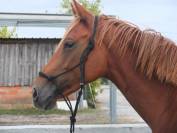 Jument PS