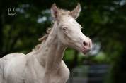 Poulain Pure Race Espagnole Perlino