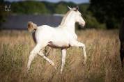 Poulain Pure Race Espagnole Perlino