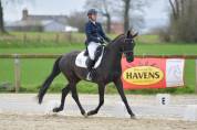 cheval dressage