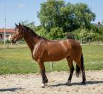 Cheval 