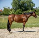 Cheval 