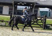 Jument cheval islandais