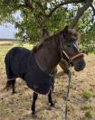 Jument cheval islandais